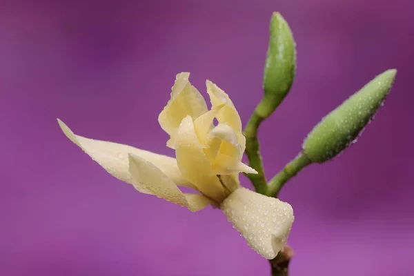 Beauty White Magnolia Flower Bloom Fragrant Flower Has Scientific Name — Zdjęcie stockowe