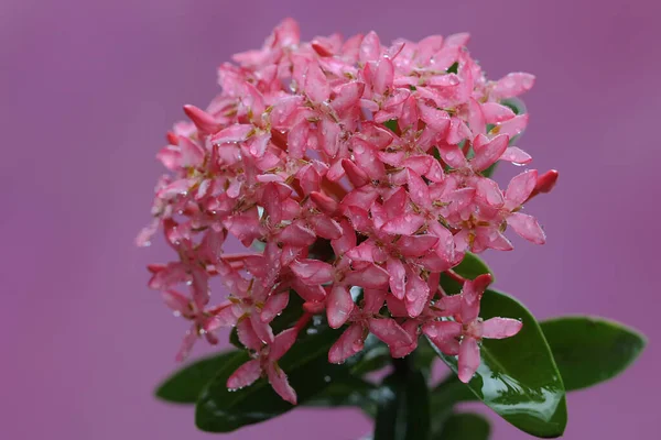 Beauty Pink Chinese Ixora Flower Full Bloom Plant Has Scientific — Stock Photo, Image
