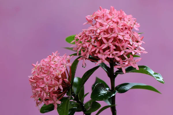 Beauty Pink Chinese Ixora Flower Full Bloom Plant Has Scientific — Stock Photo, Image