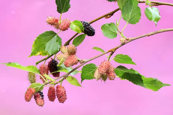 Mulberry Tree Branches Filled Fruit Ready Harvested Plant Has Scientific — Fotografia de Stock