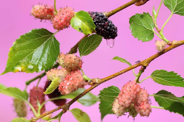 Mulberry Tree Branches Filled Fruit Ready Harvested Plant Has Scientific — Fotografia de Stock