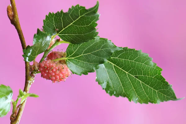 Ramos Amoreira Cheios Frutas Prontas Para Serem Colhidas Esta Planta — Fotografia de Stock