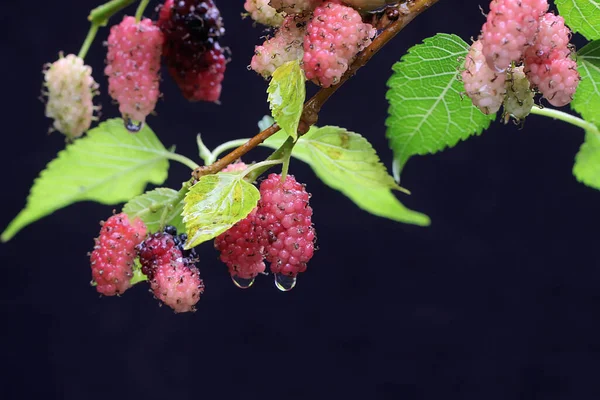 Maulbeerzweige Gefüllt Mit Erntereifen Früchten Diese Pflanze Trägt Den Wissenschaftlichen — Stockfoto