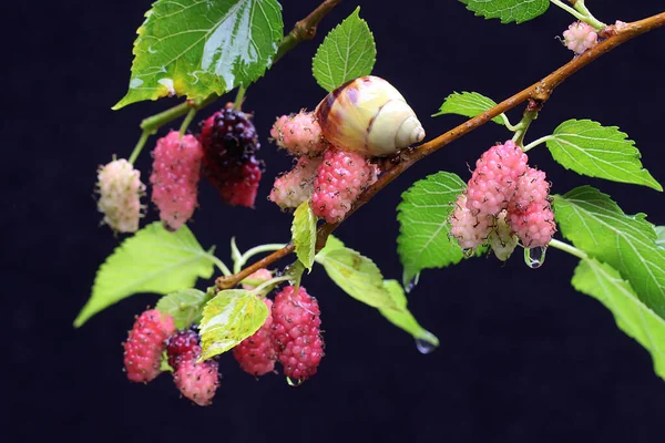 Small Snail Looking Food Branch Fruiting Mulberry Tree Mollusk Likes — Foto Stock