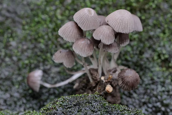 Fungal Colonies Grow Wild Moist Soil Plant Usually Thrives Rainy — Stock Photo, Image