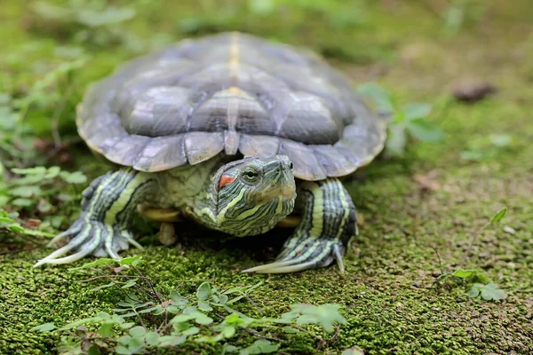 Red Eared Slider Tortoise Basking Moss Covered Ground Riverbank Reptile — 图库照片