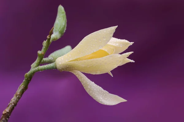 Krása Rozkvetlé Bílé Magnólie Tato Voňavá Květina Vědecké Jméno Michelia — Stock fotografie