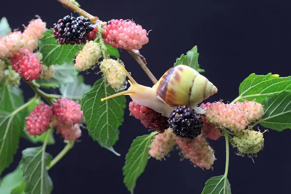 Pequeno Caracol Está Procura Comida Ramo Uma Amoreira Frutífera Este — Fotografia de Stock