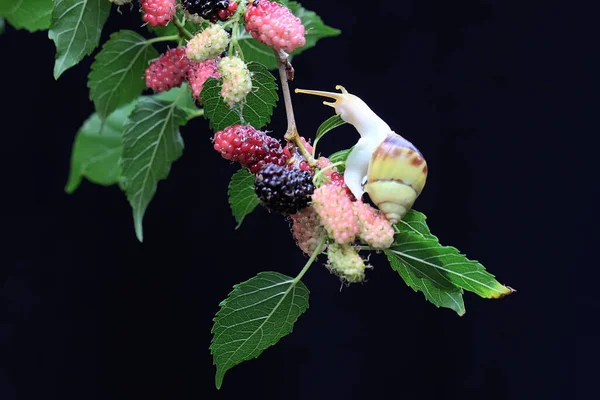 Small Snail Looking Food Branch Fruiting Mulberry Tree Mollusk Likes — Fotografia de Stock