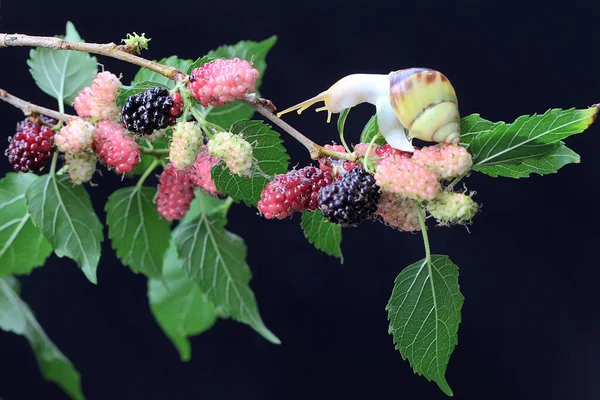 Small Snail Looking Food Branch Fruiting Mulberry Tree Mollusk Likes — ストック写真