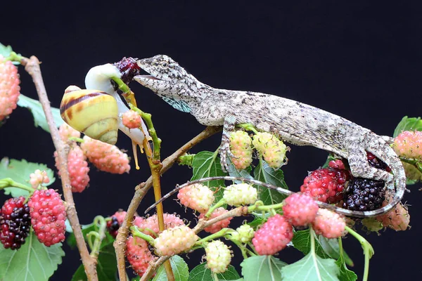 Dragão Voador Está Pronto Para Comer Pequeno Caracol Este Réptil — Fotografia de Stock