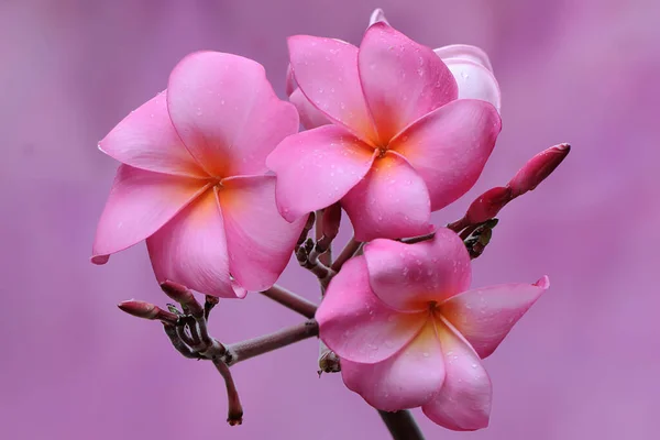 Die Schönheit Der Frangipani Blumen Blüht Mit Erfrischenden Tautropfen Diese — Stockfoto