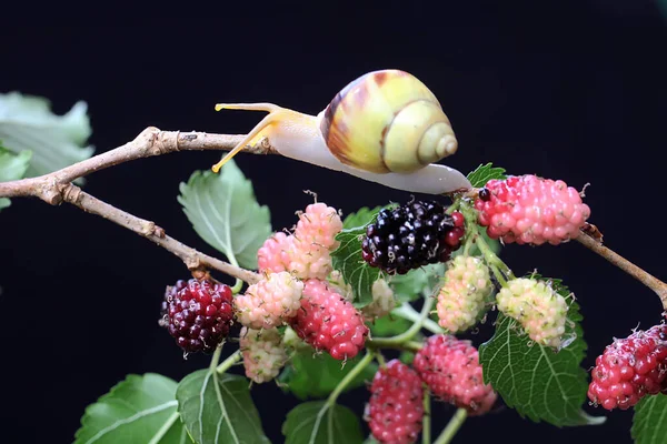 Невеликий Равлик Шукає Їжу Гілці Плодоносного Дерева Шовковиці Цей Молюск — стокове фото
