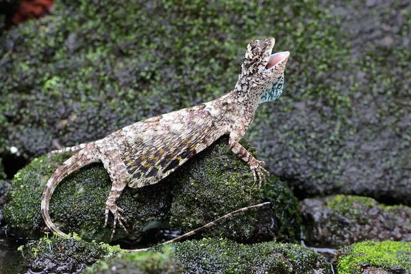 A flying dragon is sunbathing before starting its daily activities. This reptile that moves from one tree to another by sliding has the scientific name Draco volans.