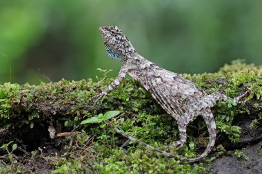 Uçan bir ejderha günlük aktivitelerine başlamadan önce güneşleniyor. Bir ağaçtan diğerine kayarak hareket eden bu sürüngenin bilimsel adı Draco Volans 'dır..