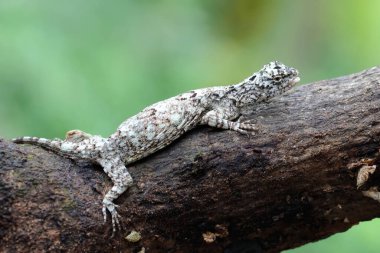 Uçan bir ejderha günlük aktivitelerine başlamadan önce güneşleniyor. Bir ağaçtan diğerine kayarak hareket eden bu sürüngenin bilimsel adı Draco Volans 'dır..
