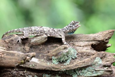 Uçan bir ejderha günlük aktivitelerine başlamadan önce güneşleniyor. Bir ağaçtan diğerine kayarak hareket eden bu sürüngenin bilimsel adı Draco Volans 'dır..