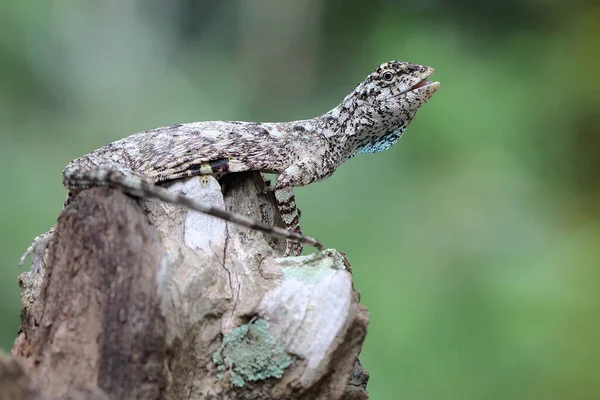 Flying Dragon Sunbathing Starting Its Daily Activities Reptile Moves One — 스톡 사진