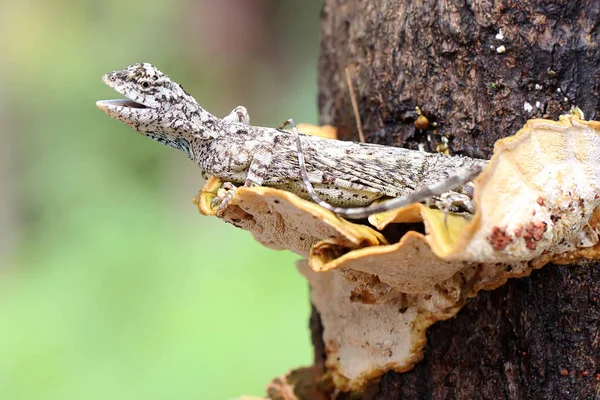 Flying Dragon Sunbathing Starting Its Daily Activities Reptile Moves One — Stockfoto