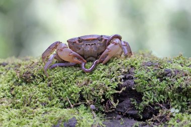 Bir tarla yengeci saldırıya hazır bir ifade gösterir. Bu hayvanın bilimsel adı Parathelphusa convexa. 