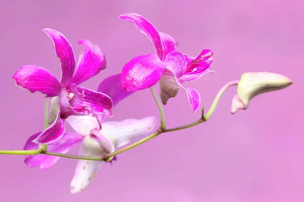 一系列的烹饪城兰花盛开 这种美丽的开花兰花有一个科学的名字 叫树突草 — 图库照片