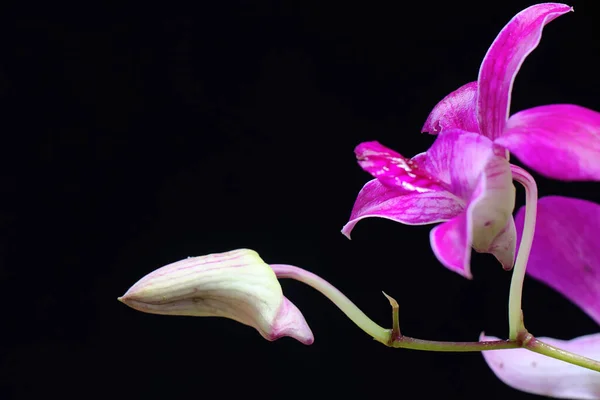 Virágzó Kerti Orchideák Gyűjteménye Ennek Gyönyörű Virágzó Orchideának Tudományos Neve — Stock Fotó