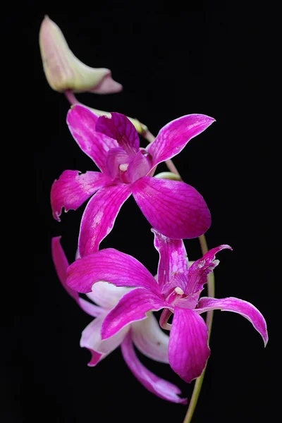 Virágzó Kerti Orchideák Gyűjteménye Ennek Gyönyörű Virágzó Orchideának Tudományos Neve — Stock Fotó