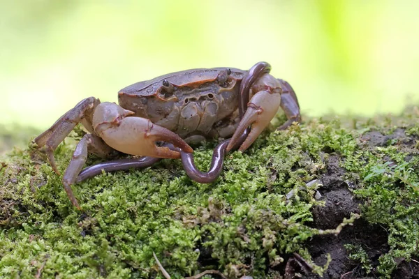 Field Crab Shows Expression Ready Attack Animal Has Scientific Name — Stock Photo, Image