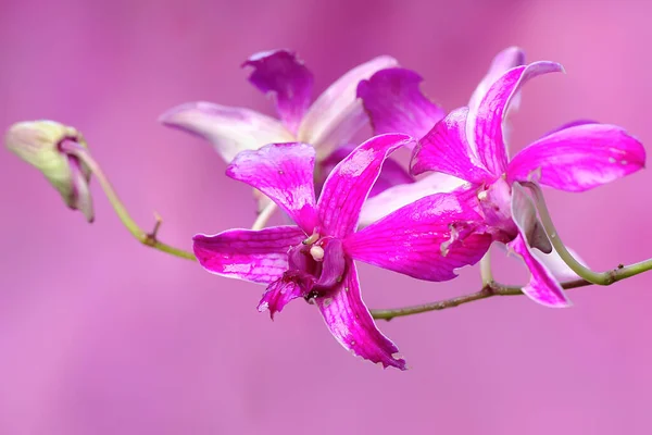 Uma Coleção Orquídeas Cooktown Plena Floração Este Orchid Flowering Bonito — Fotografia de Stock