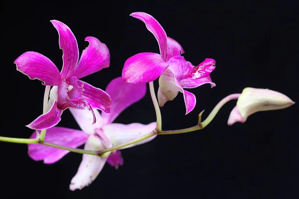 Kolekce Orchidejí Plném Květu Tato Krásná Kvetoucí Orchidej Vědecké Jméno — Stock fotografie