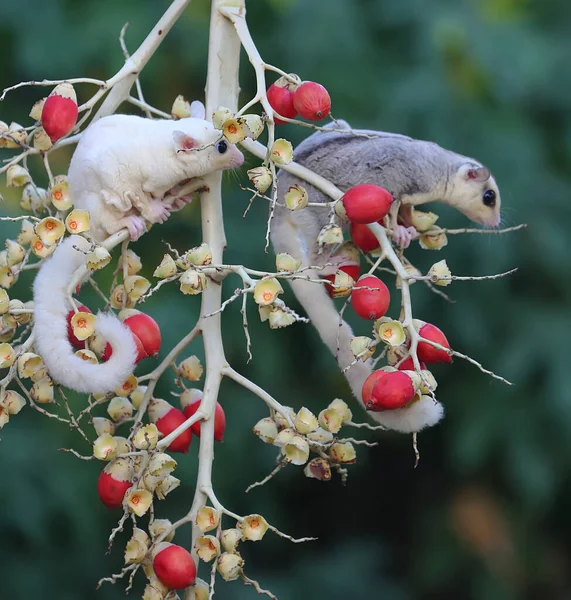 A female mosaic sugar glider and a male leucistic sugar glider are looking for food in a palm grove. These marsupials eat fruit and small insects.