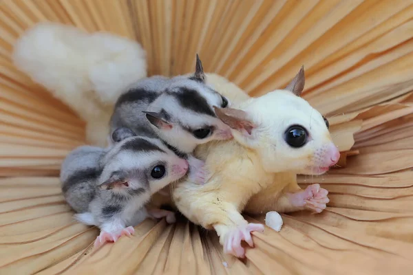 Mother Sugar Glider Looking Food While Holding Her Babies — 图库照片