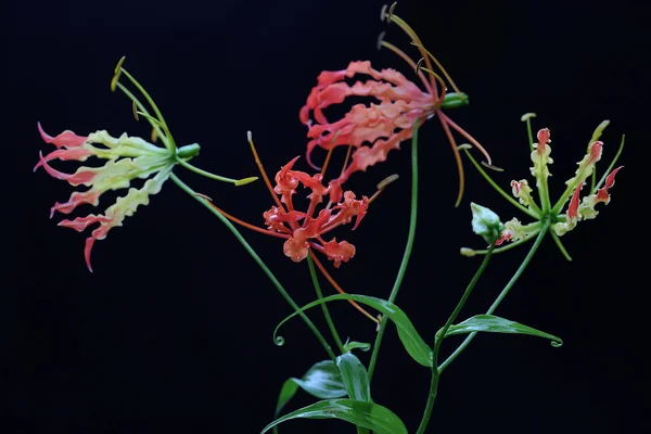 The beauty of a  flame lily (Gloriosa superba) in full bloom. This beautiful flower that seems luxurious grows wild in tropical forests in Indonesia.