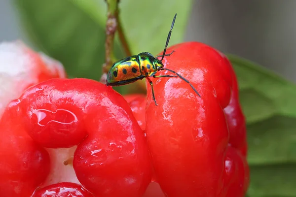 Harlequin Bug Looking Food Bunch Water Apples Insect Has Scientific — Foto Stock