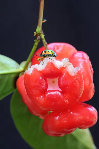 A harlequin bug is looking for food in a bunch of water apples. This insect has the scientific name Tectocoris diophthalmus.