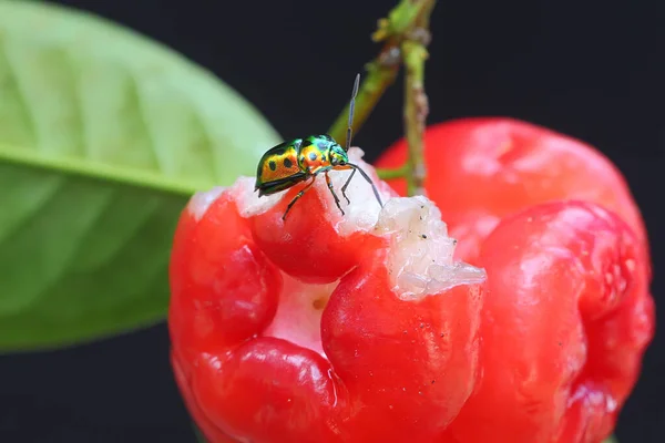A harlequin bug is looking for food in a bunch of water apples. This insect has the scientific name Tectocoris diophthalmus.