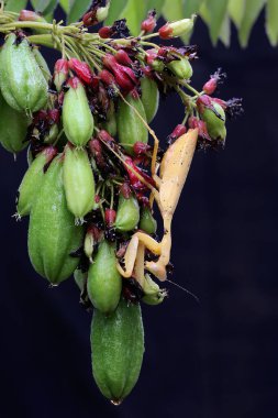 Sarı bir peygamber devesi siyah arka planda bir kır çiçeğinin içinde avını arıyor. Bu böceğin bilimsel adı hiyerodula sp. 