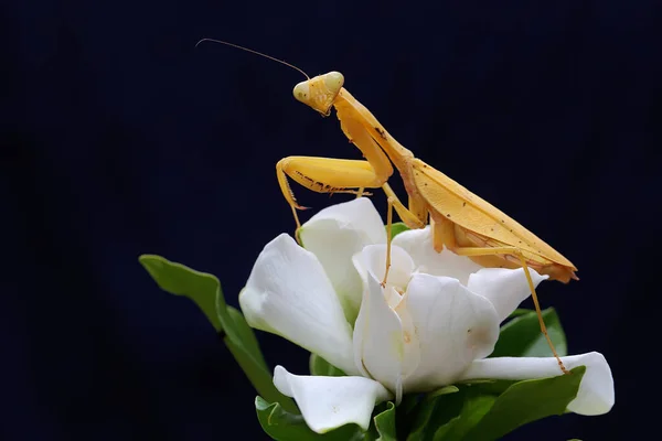 一只黄色的祈祷的螳螂正在黑色背景的菊花中寻找猎物 这种昆虫的学名是Hierodula — 图库照片
