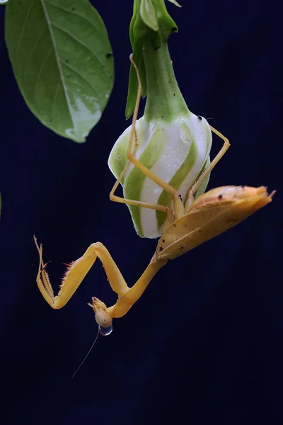 一只黄色的祈祷的螳螂正在黑色背景的菊花中寻找猎物 这种昆虫的学名是Hierodula — 图库照片