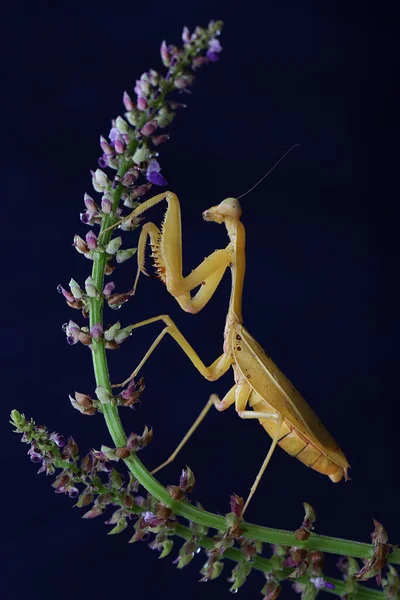 Una Mantis Religiosa Amarilla Está Buscando Presas Una Flor Silvestre — Foto de Stock