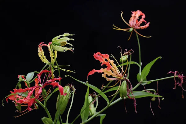 The beauty of a  flame lily (Gloriosa superba) in full bloom. This beautiful flower that seems luxurious grows wild in tropical forests in Indonesia.