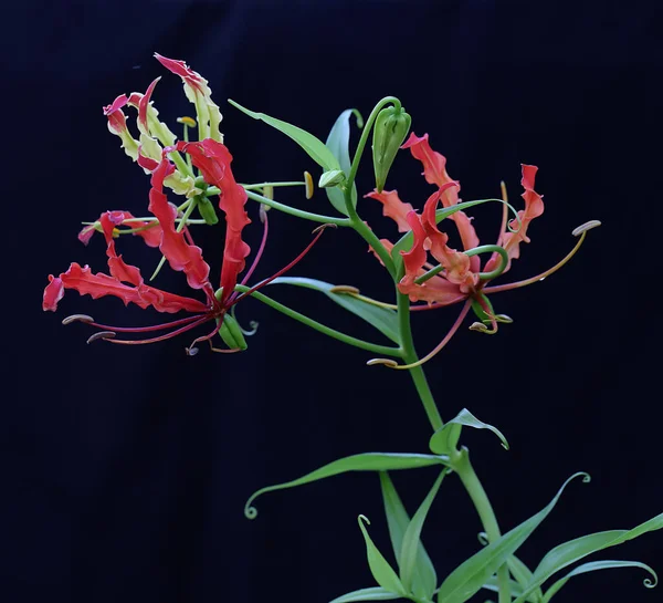 The beauty of a  flame lily (Gloriosa superba) in full bloom. This beautiful flower that seems luxurious grows wild in tropical forests in Indonesia.