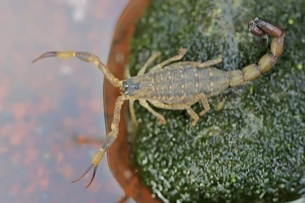 Scorpion Looking Prey Small Rock Overgrown Moss Animals Prey Small — Stok fotoğraf