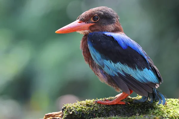 Javan Kingfisher Perched Rotten Wood Bush Carnivorous Bird Has Scientific — Zdjęcie stockowe