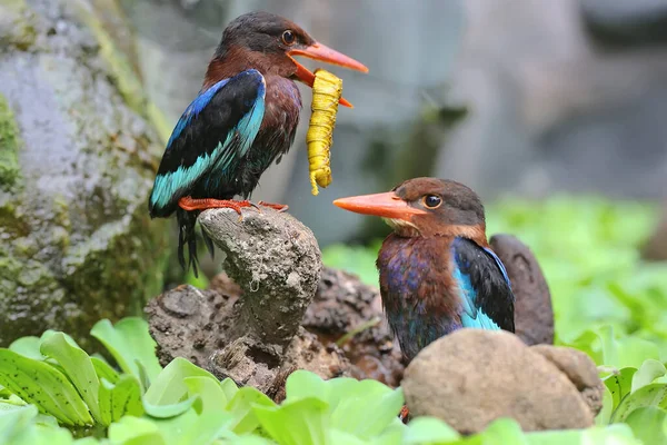 Two Javan Kingfisher Perched Rotten Wood Bush Carnivorous Bird Has — Stock Photo, Image