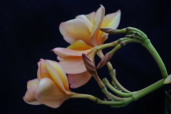 Beauty Frangipani Flowers Bloom Refreshing Dew Drops Flower Has Scientific — Stock Photo, Image