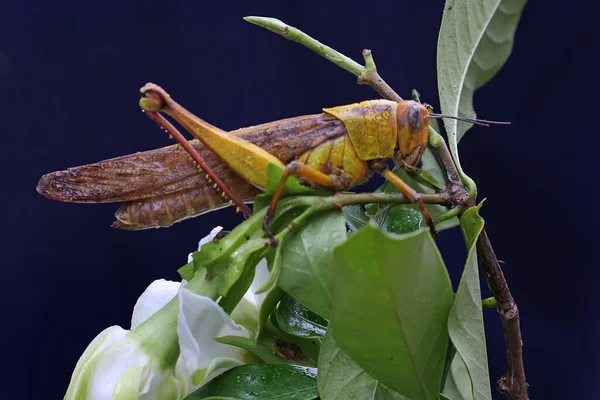 Saltamontes Joven Descansa Sobre Una Flor Silvestre Estos Insectos Les — Foto de Stock