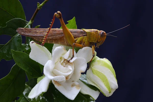 Young Grasshopper Resting Wildflower Insects Eat Flowers Young Leaves — Stok fotoğraf