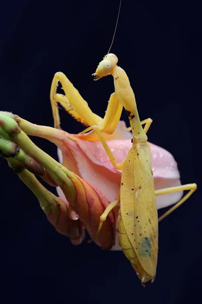 一只黄色祈祷的螳螂正在黑色背景的野花中寻找猎物 这种昆虫的学名是Hierodula — 图库照片