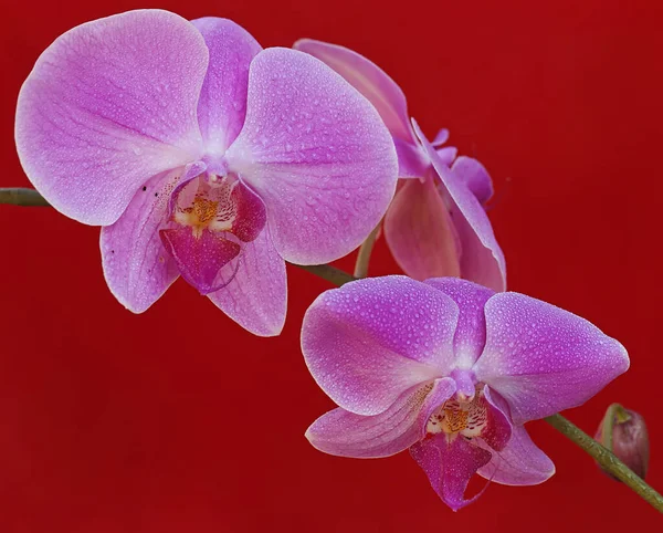 Skønheden Møl Orkide Fuld Flor Denne Smukke Blomst Har Det - Stock-foto